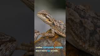 What Makes A Reptile A Reptile