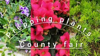 Prepping my plants for entering  the county fair judging. by Backyard Bloom Family 57 views 9 months ago 18 minutes