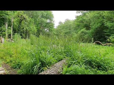 Lower Woods Nature Reserve  nr Wickwar