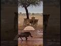 😂 Warthog vs Lion Funny Moments 🦁🐗