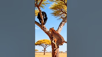 JUNGLE KI YEH ANOKHI LADAI |  Bandar Aur tiger Ka Attack | #animal #monkey #tiger #youtube
