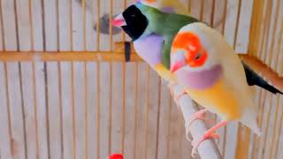 Cek harga burung finch 