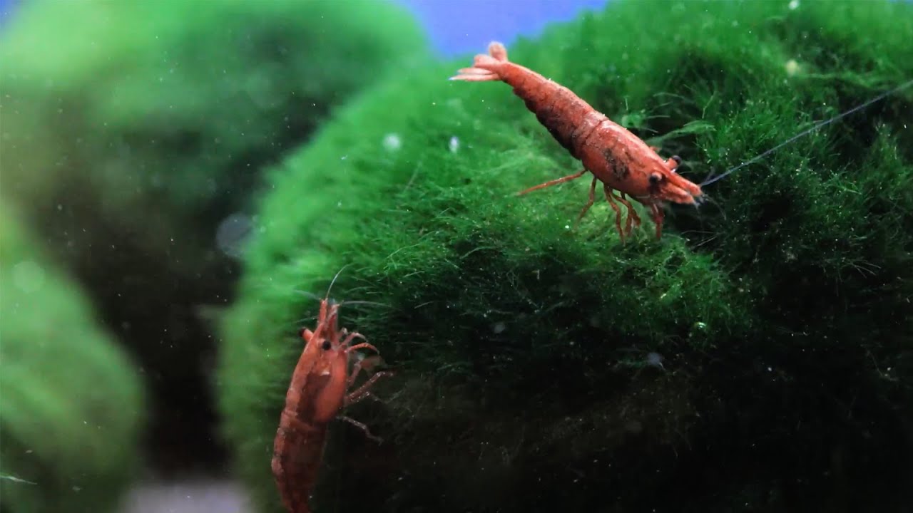 La funzione degli invertebrati in acquario - YouTube