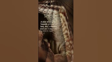 What are reptiles? | Ackie Monitor  part 2  #shorts