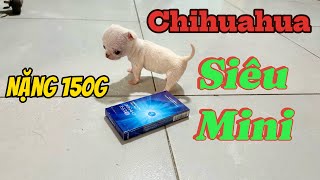 Bé Chihuahua siêu mini nặng 150g | Màu trắng | Trại Chó Bình Cao