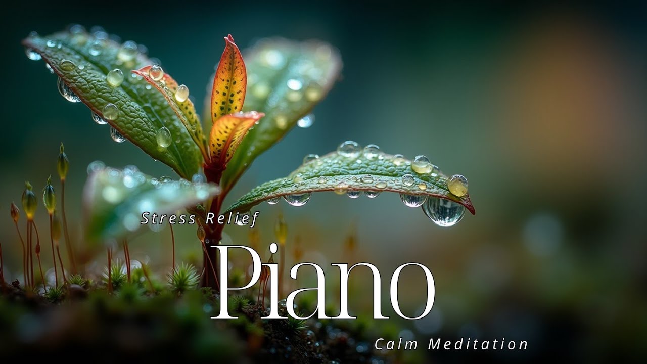 Soothing Piano Music for Deep Sleep & Stress Relief | Calm Meditation ...