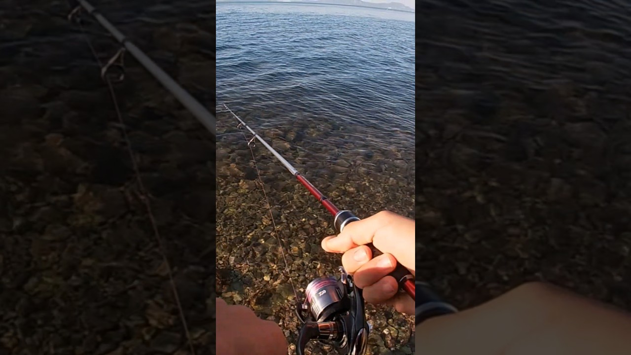 Ψάρεμα casting και lrf με στόχο τις τσιπουρες|Fishing for seabream #lrf #casting #fishing
