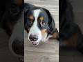 Bloat awareness in large dogs. #bernesemountaindog #bloatindogs #awareness #dogs #dogparents