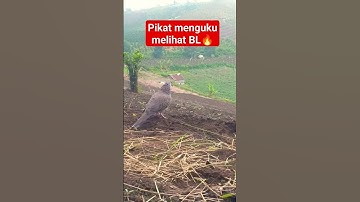 Pikat langsung menguku,melihat BL🔥🔥 #tekukur #short #shorts