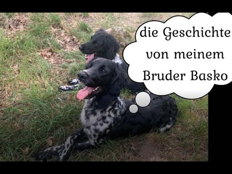 Abschied von einem großen Hund - YouTube