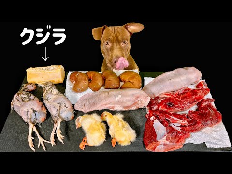 【閲覧注意ASMR】鯨の骨や生肉をうまそうに食べるピットブル