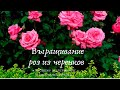 #Выращиваниероз из черенков🌹