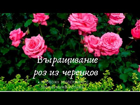 Видео: Петунья өвөлжиж байна