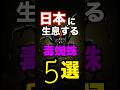 触ったら危険！日本に生息する毒グモ3選#生き物 #雑学 #蜘蛛
