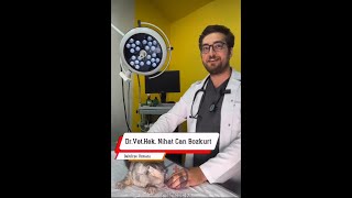 Kedilerde Egzama Ve Kaşıntı Problemleri🐈