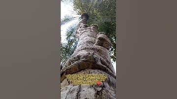 CÂY THIÊN TUẾ RỪNG ĐỘC LẠ TRĂM NĂM TUỔI TRÊN TÂY NGUYÊN HÙNG VĨ