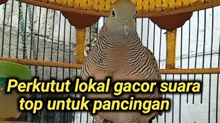 Perkutut lokal gacor suara besar lantang top untuk pancingan
