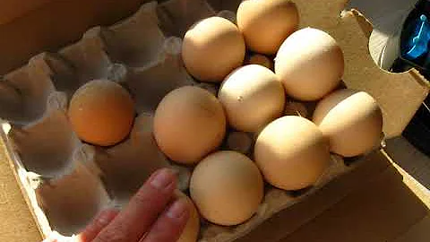 ИНКУБАЦИЯ ПАВЛИНОВ.РЕЖИМ, схема.