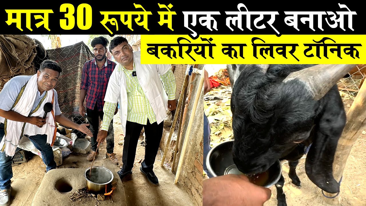 गोट लिवर टॉनिक ऐसे बनाओ  | GOAT LIVER TONIC  BY SUDHIR SIR