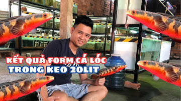 Cập Nhật Cá Lóc Form Trong Keo 20 Lít Kết Quả Form Viền Vẫy Cá Lóc