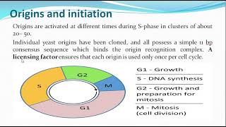 Lab-5-part1   Eukaryotic DNA replication