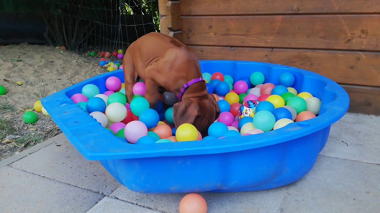 Rhodesian Ridgeback Welpen 8 Wochen alt.