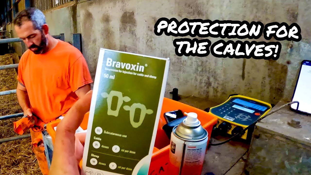10 in 1 PROTECTION! WEIGHING THE NEW CALVES! | JM Farming | The Content ...