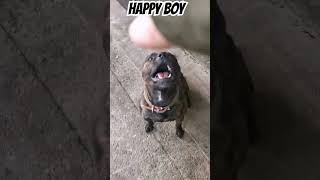 #trending #dog #shorts BOUNCING FUNNY BULL TERRIER #funny #comedy #live #usa #youtubeshorts
