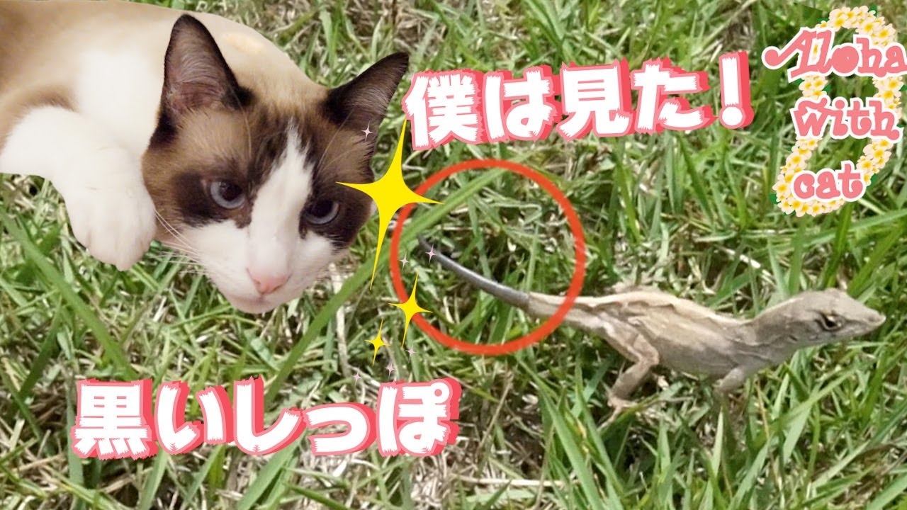 トカゲのしっぽ トカゲのしっぽ切りをハワイの猫とトカゲで解説 Cats and lizards