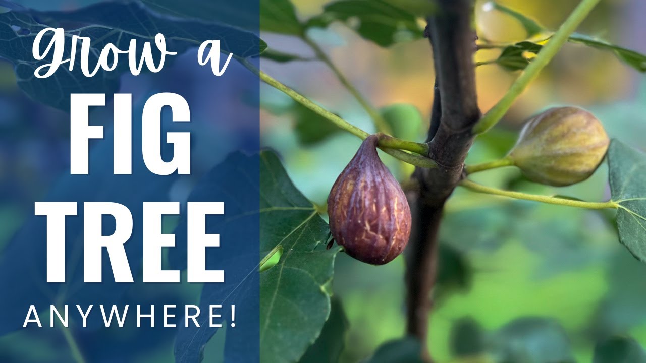 Grow Your Own Figs! Potting a Fig Tree Step by Step - YouTube