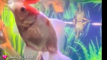 🎧❤ أرح سمعك ❤🎧 أواخر سورة " الحشر " ❤