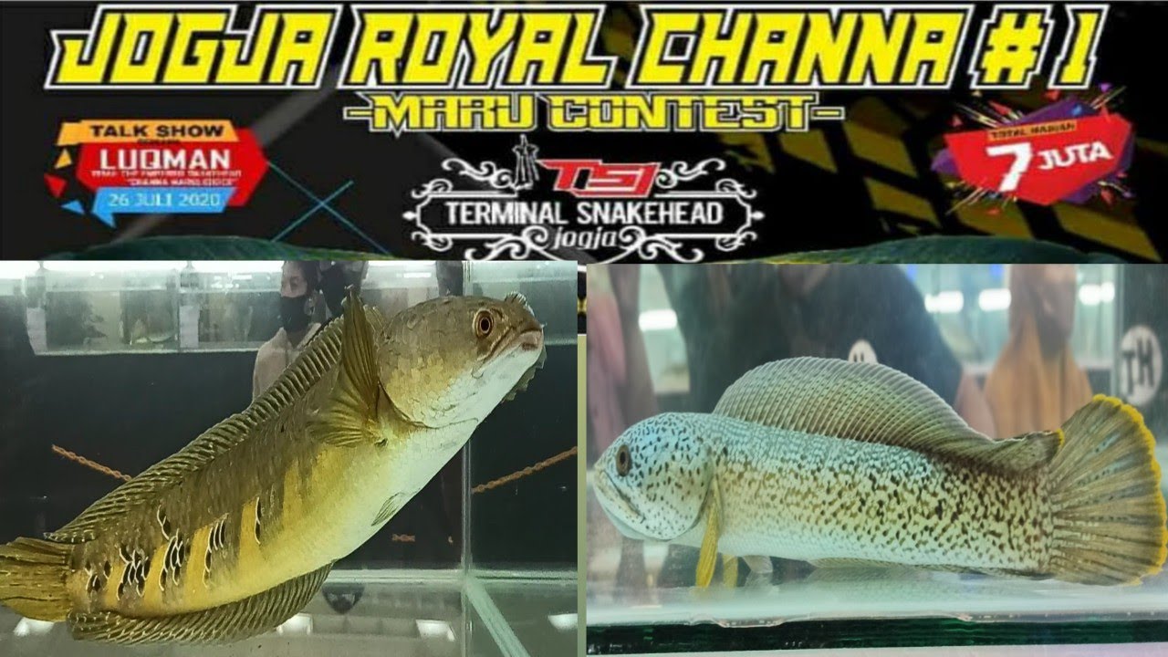 Kontes Ikan Channa Terbesar Di Sleman City Hall - Jogja Royal Channa