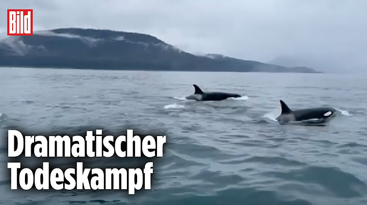 ALASKA: Drohne filmt brutale Orca-Jagd