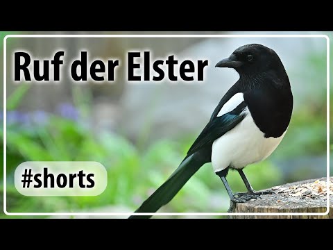 Video: Steht die männliche oder weibliche Elster?