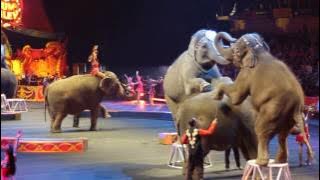 gajah sirkus