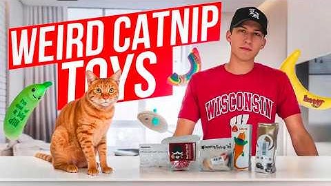BUYING EVERY WEIRD AMAZON CATNIP ITEM