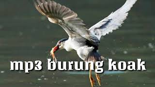 Suara pikat burung koak malam gacor