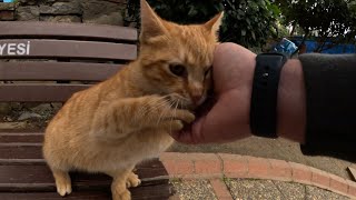 Orange cat asking for affection in a cutest way by Stray Paws of Istanbul 2,215 views 1 month ago 2 minutes, 20 seconds