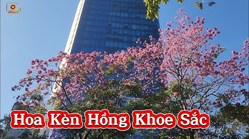 Hoa kèn hồng nở rộ ở Sài Gòn, đốn tim người đi đường | Hoa kèn hồng | Saigon Now