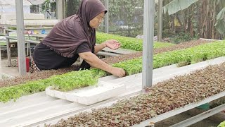 Pindah Tanam Bayam Hidroponik