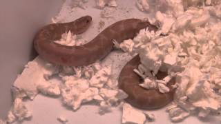 Snow Kenyan Sand Boas For Sale. Buy at Big Apple Pet with Same Day Shipping.