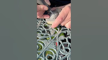 Fossil prep! Using a Dremel 290 Engraver to turn a beach rock into a beautiful ammonite. #fossils