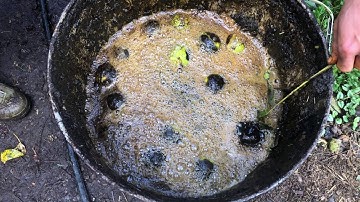 Husking/Hulling Black Walnuts - Efficient and Fast