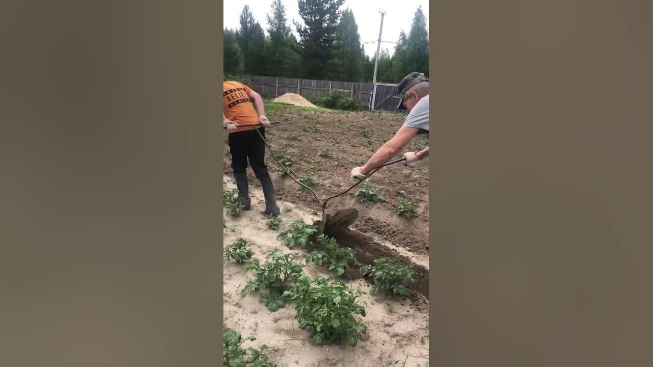 Окучиватель для картошки своими руками - YouTube