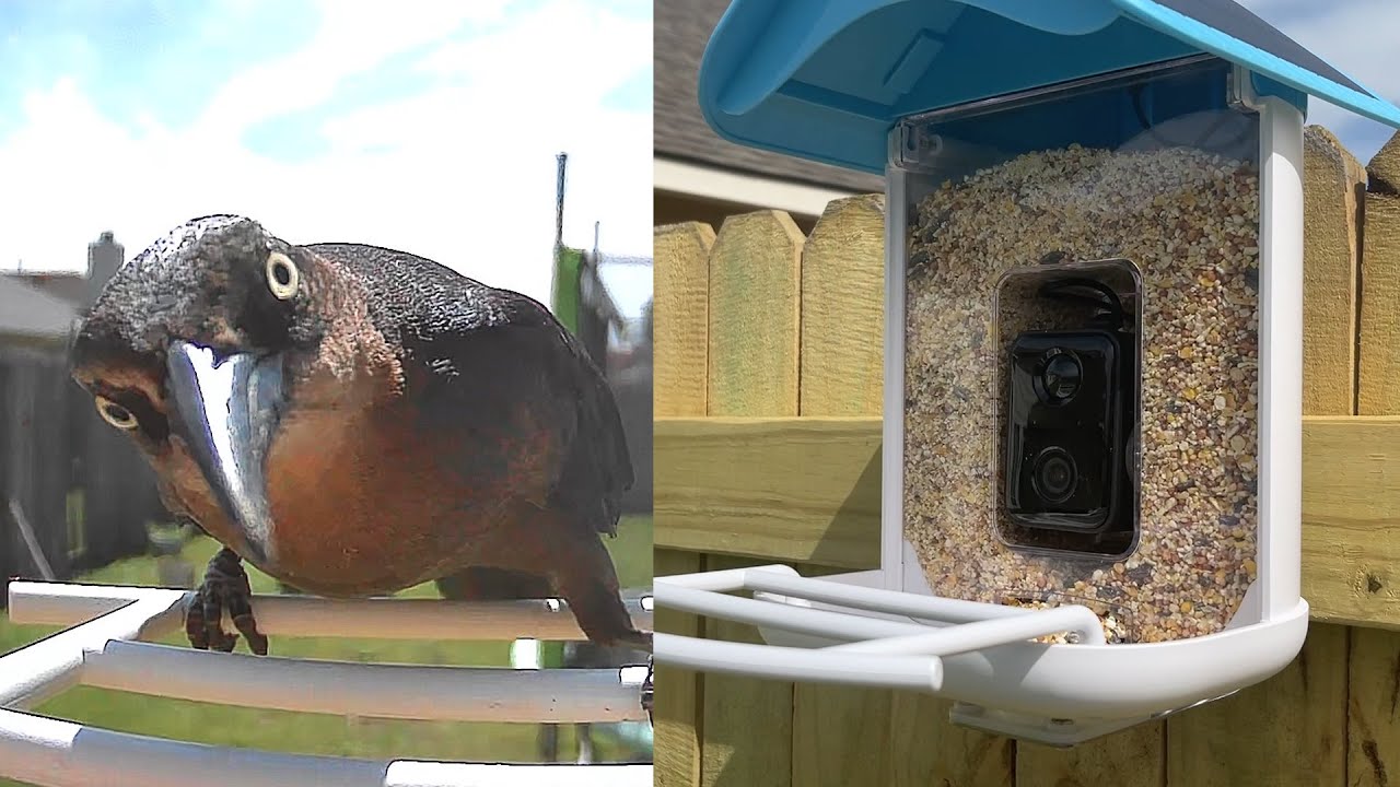 Installing The A.I. Smart Bird Feeder 