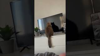 Cat Scratching Its Paws against the TV