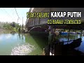 NEMU SARANG KAKAP PUTIH DIBAWAH JEMBATAN || Umpan udang hidup || Strike bertubi-tubi ||