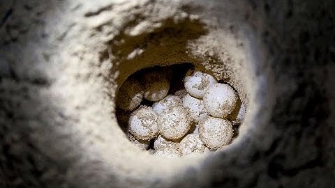 GPS-enabled decoy sea turtle eggs help track down illegal traffickers