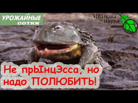 Видео: Устранение жаб: советы о том, как избавиться от садовых жаб