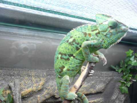 Хамелеон меняет цвет - YouTube